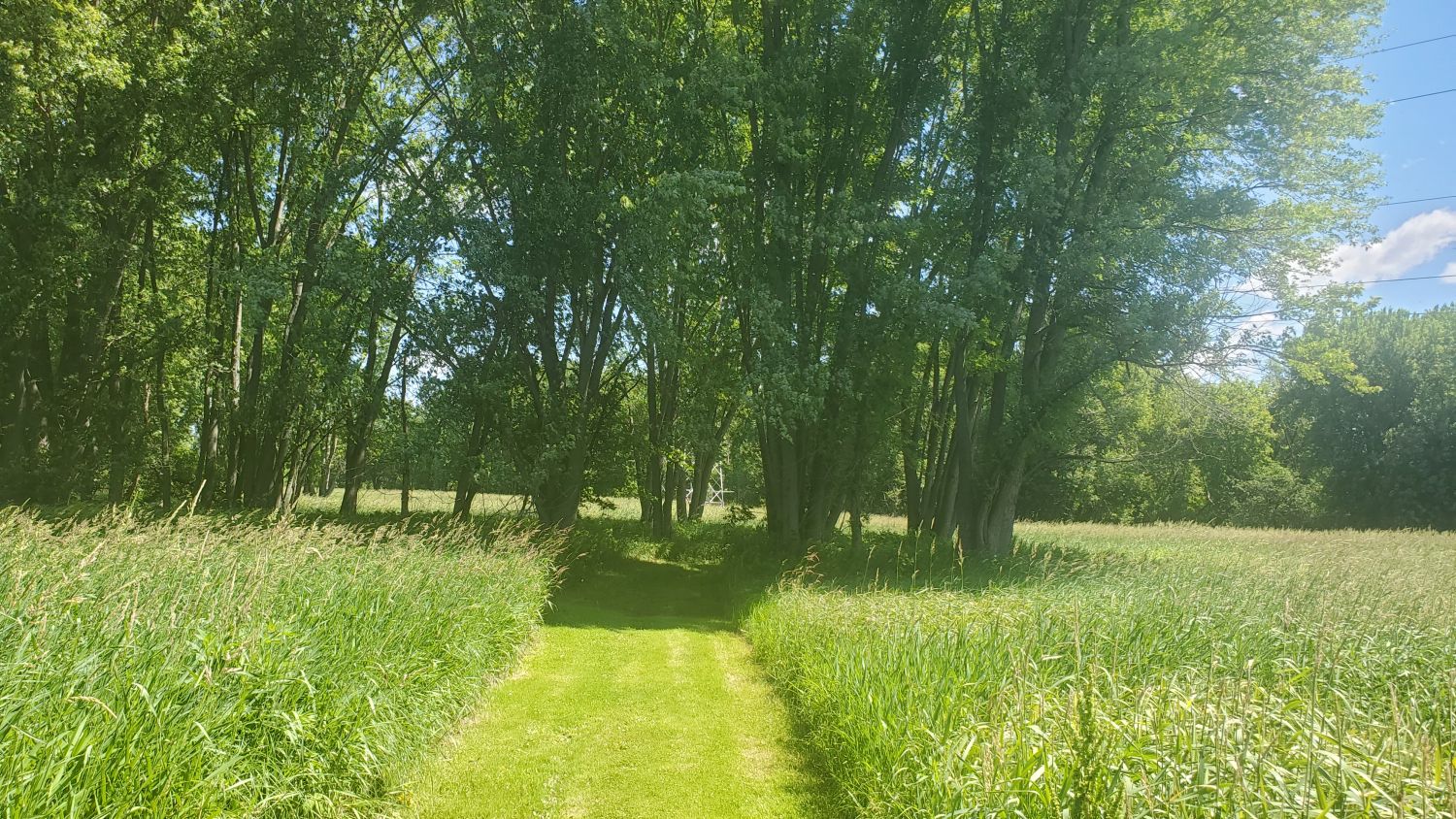 Oak Ridge Forest Preserve 